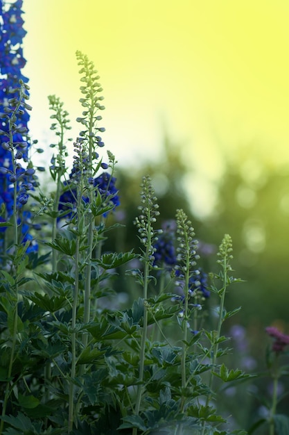 Delphinium blue crece en el jardín Doble flor azul delphinium Delphinium Blue Dawn