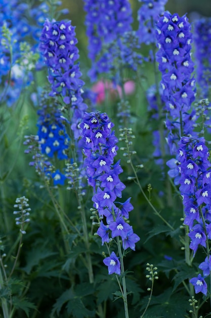 Delphinium blue crece en el jardín Doble flor azul delphinium Delphinium Blue Dawn