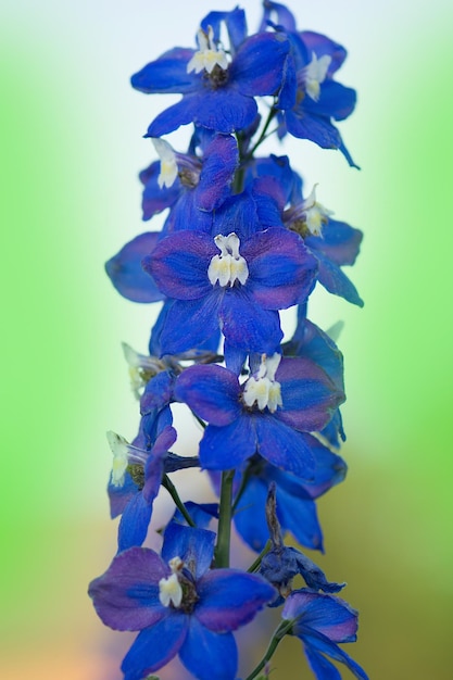 Foto delphinium blue crece en el jardín doble flor azul delphinium delphiniums azules lincolnshire