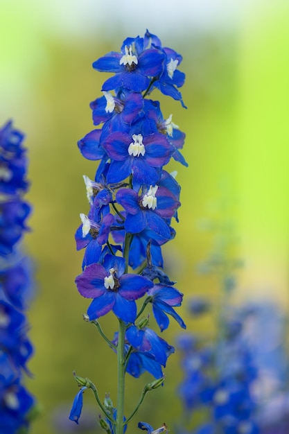 Delphinium blue crece en el jardín Doble flor azul delphinium Delphiniums azules Lincolnshire