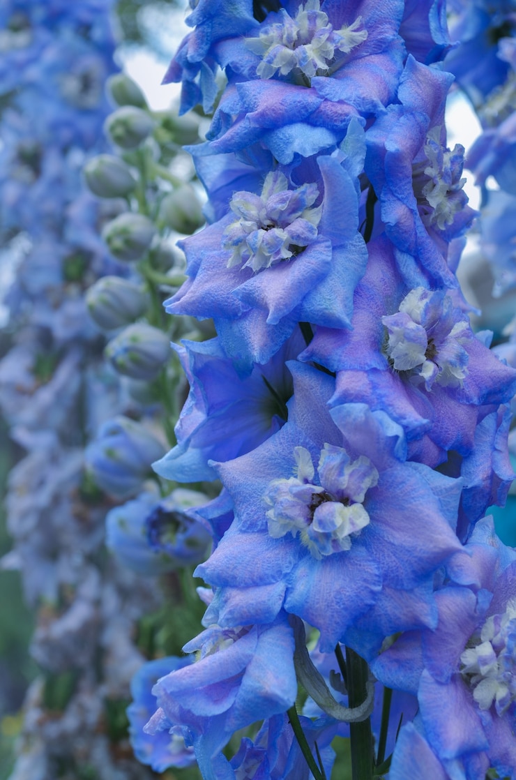 Foto delphinium blue crece en el jardín. flor azul delphinium doble. delphinium blue dawn
