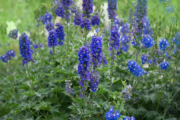 Delphinium blue wächst im Garten Double Delphinium Blue Flower Blauer Rittersporn Lincolnshire