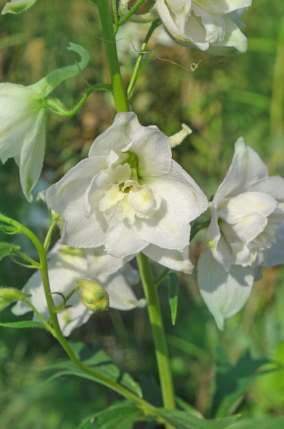 Delphinium blüht Pflanzenwachstum im Bio-Gewächshausgarten Jährlich blühende Pflanze auf Blumenbeet