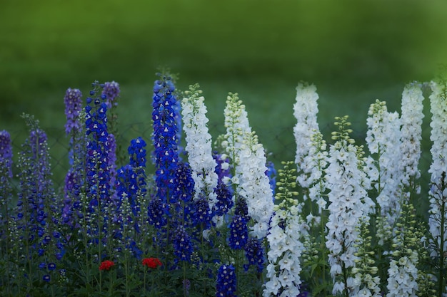 Delphinium-Blume blüht Kerze Delphinium-Blumen, die im Garten blühen