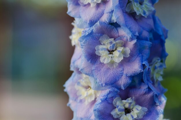 Delphinium flores floreciendo Delphinium flores perennes Blue delphinium flor