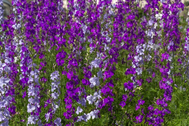 Delphinium floresce no jardim, flores roxas azuis brilhantes