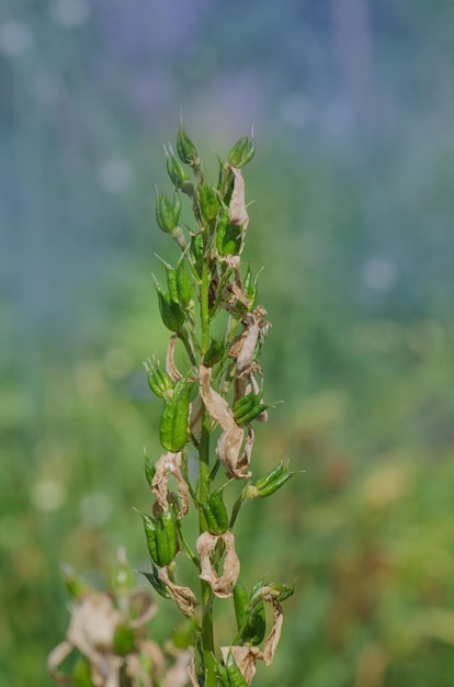 Delphinium getrocknete Rapssamen Delphinium-Landwirtschaftskonzept Organische Bepflanzung im Feld