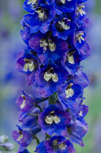 Delphinium en el jardín Delphinium mezcla baja Altura de esta planta con flores alrededor de dos metros