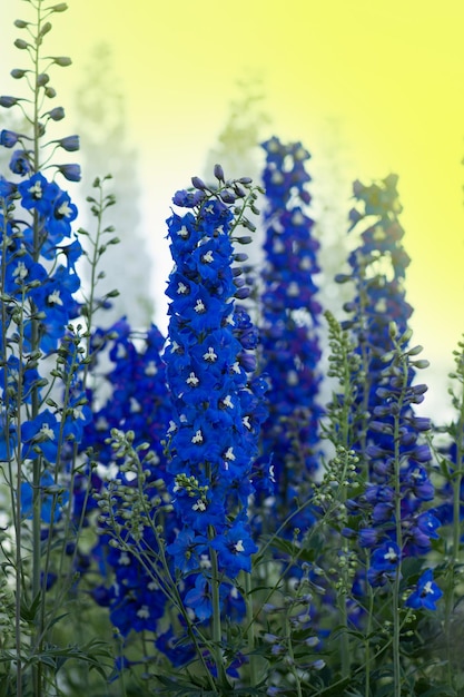 Delphinium en el jardín Delphinium mezcla baja Altura de esta planta con flores alrededor de dos metros