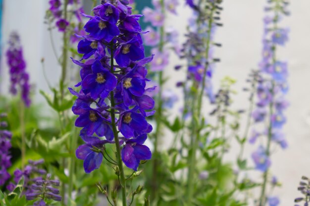 Delphinium no fundo do prédio branco