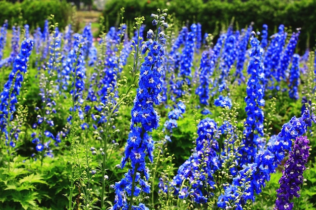 Delphinium ou Candle Delphinium ou English Larkspur ou Tall Larkspur florescem no jardim