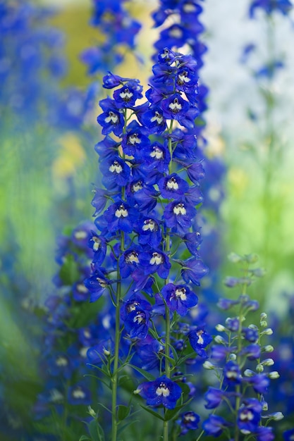 Delphinium Pacific Giants im Garten Delphinium mit doppelter Blüte