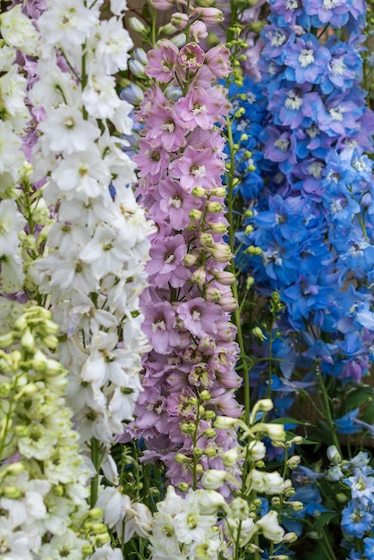 Delphinium