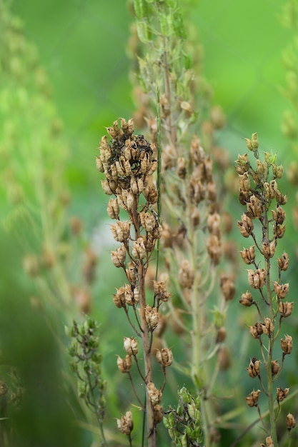 Delphiniumfeld zur Produktion von Saatgutindustrie Delphinium inflorescene und Samen von Blumen