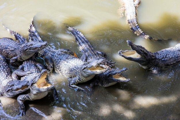 Delta de mekong crocodilos siameses no vietnã