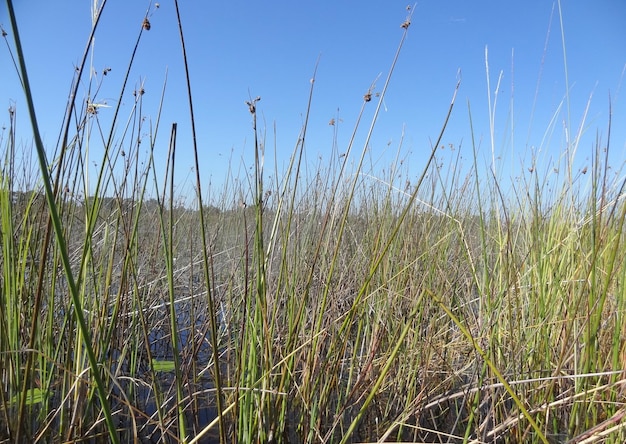 Delta del Okavango