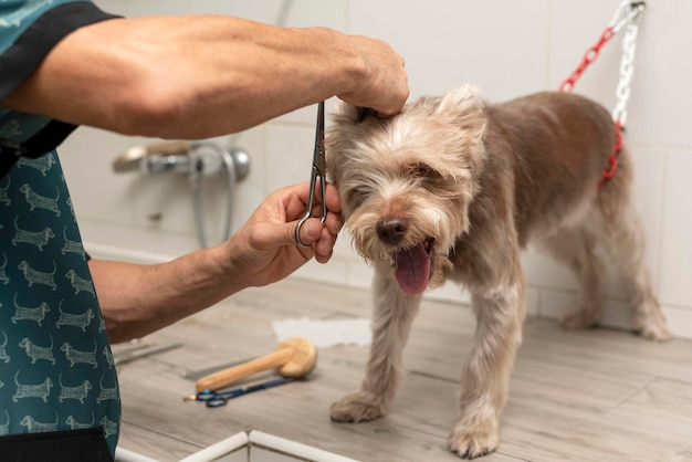 Dem Hund beim Hundefriseur die Haare schneiden