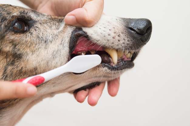 Dem Hund die Zähne waschen