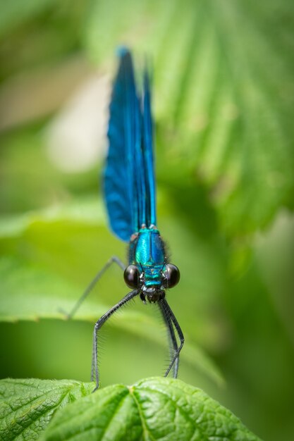 Demoiselle em faixas (calopteryx splendens) sentado em uma folha de grama