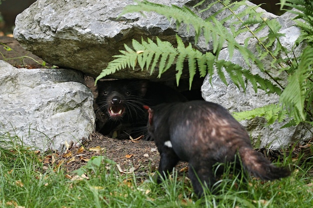 Demônio da tasmânia. sarcophilus harrisii