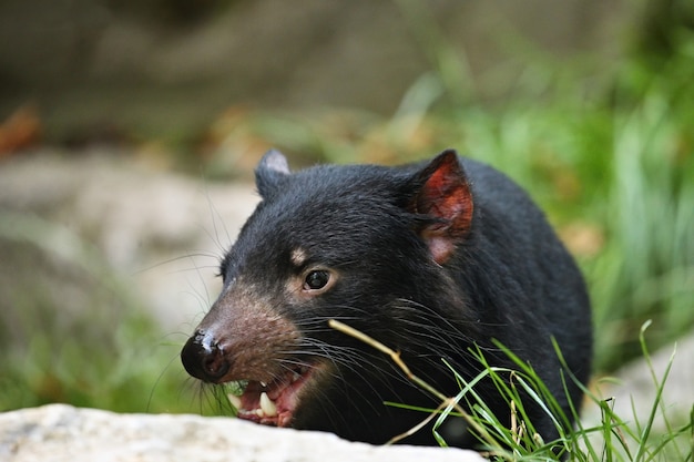 Demonio de Tasmania. Sarcophilus harrisii