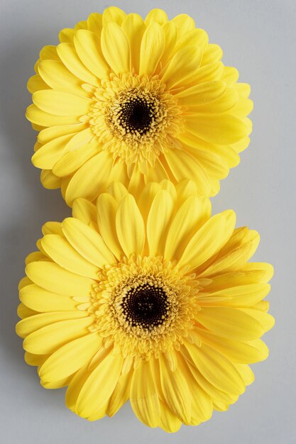 Demonstrando cores da moda 2021 - cinza e amarelo. lindas flores gerbera em fundo cinza com espaço de cópia. flor numero oito.