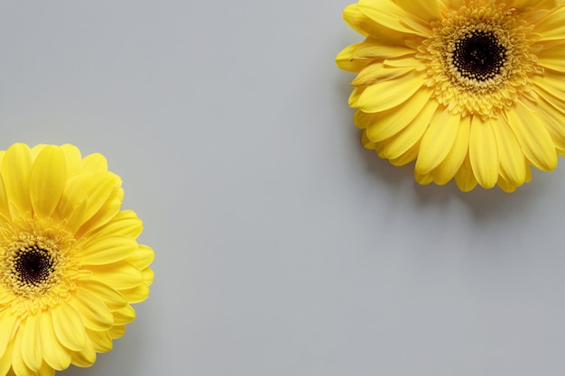 Demonstrando cores da moda 2021 - Cinza e Amarelo. Lindas flores gerbera em fundo cinza com espaço de cópia.