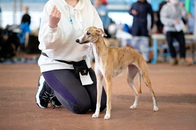 Demostración en la exposición canina de la raza Whippet