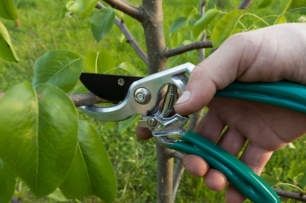 Den Garten beschneiden. Männerhände halten eine Gartenschere und schneiden die Äste des Birnbaums aus nächster Nähe. Gartenpflegekonzept.