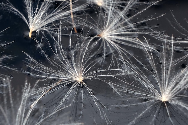 Foto dendelion. foto macro abstrata de sementes de dente-de-leão