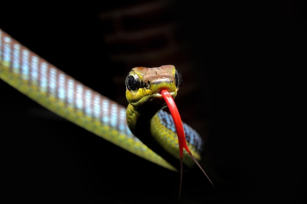 Dendrelaphis formosus también conocida como la hermosa serpiente de árbol de espalda bronceada