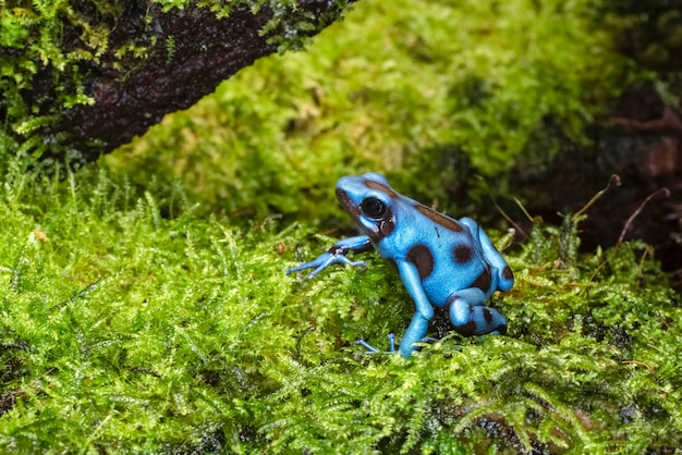 Dendrobates auratus el Cope ist eine Art Pfeilgiftfrosch, der in den tropischen Regenwäldern Mittel- und Südamerikas heimisch ist