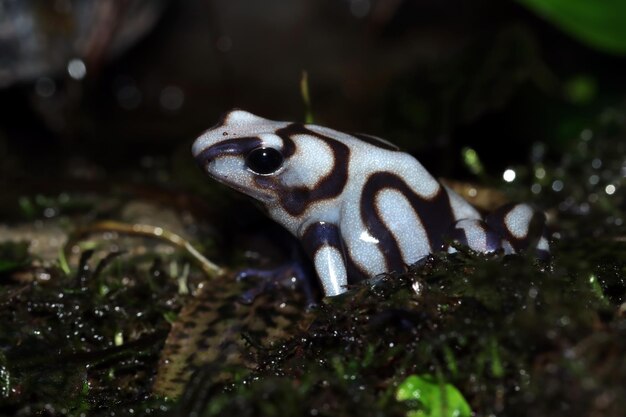 Dendrobates auratus Pena Blanca closeup da vista lateral