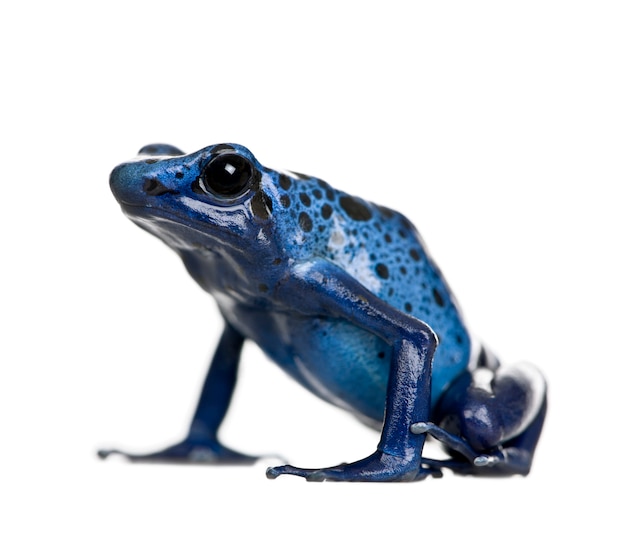 Foto dendrobates azureus é um tipo de sapo venenoso - dendrobates azureus