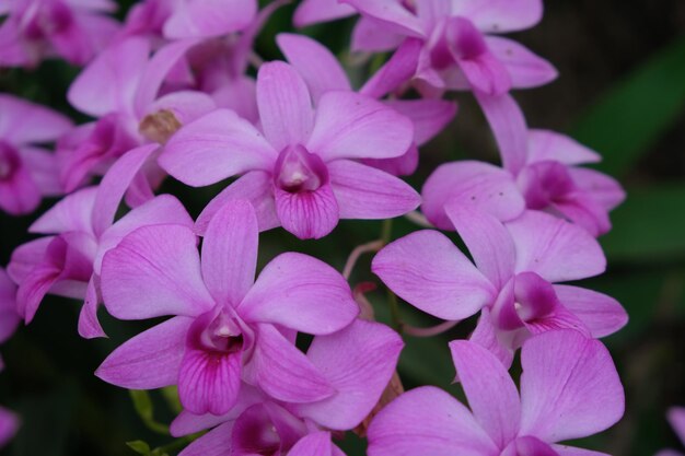 Dendrobium bigibbum, allgemein bekannt als Cooktown-Orchidee oder lila Schmetterlingsorchidee. epiphytisch.