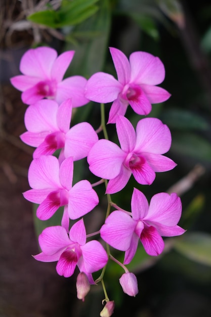 Dendrobium bigibbum, allgemein bekannt als Cooktown-Orchidee oder lila Schmetterlingsorchidee. epiphytisch.