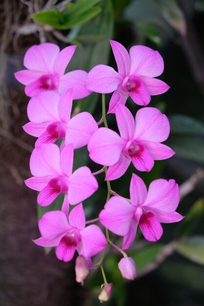 Dendrobium bigibbum, comúnmente conocida como la orquídea Cooktown o la orquídea mariposa malva. epífito.