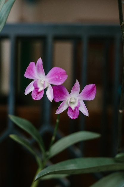 Foto dendrobium kingianum es generalmente un litófito, pero ocasionalmente es un epífito