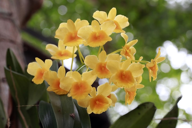 Dendrobium lindleyi, orquídeas amarillas silvestres