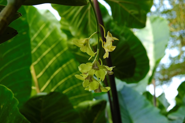 Dendrobium moschatum u orquídeas amarillas colgando del árbol Anggrek