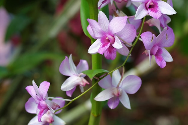 Dendrobium o flor de orquídea con fondo borroso Bunga Anggrek