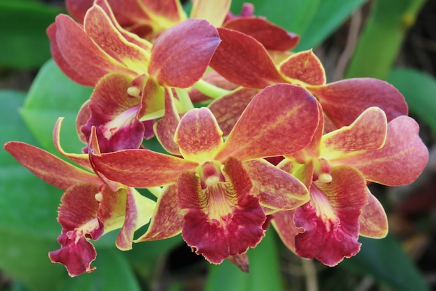 Dendrobium, orquídea vermelha