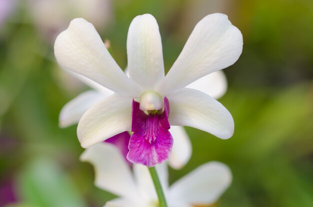 Dendrobium-Pompadour