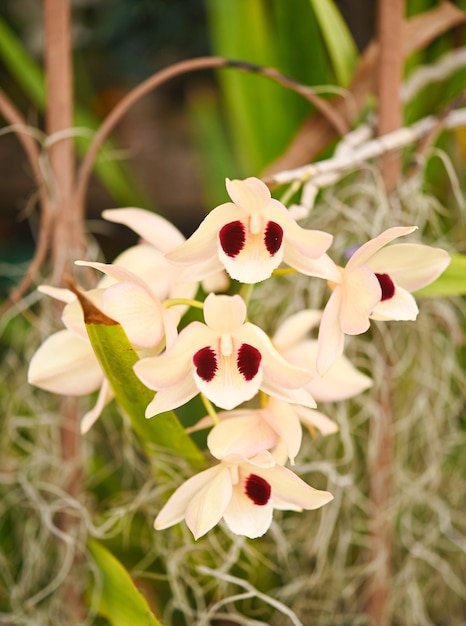 Dendrobium pulchellum Roxb schöne seltene wilde Orchideen im tropischen Wald von Thailand