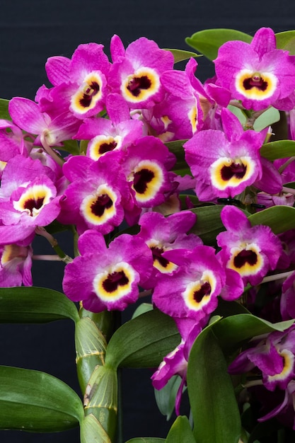 Foto dendrobium roter kaiser