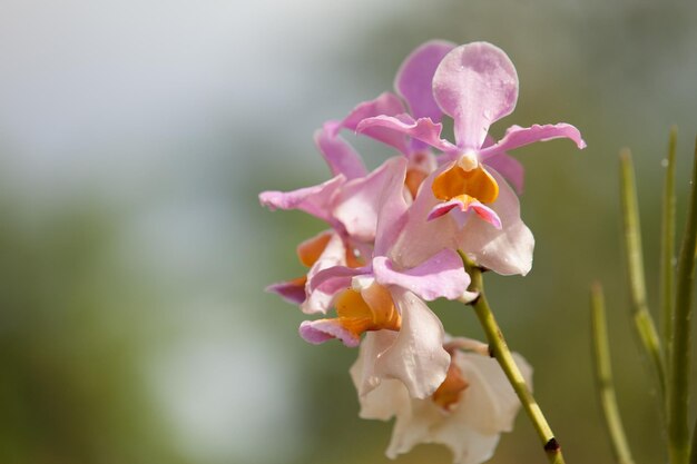 Foto dendrobium sonriente y hermosa orquídea.