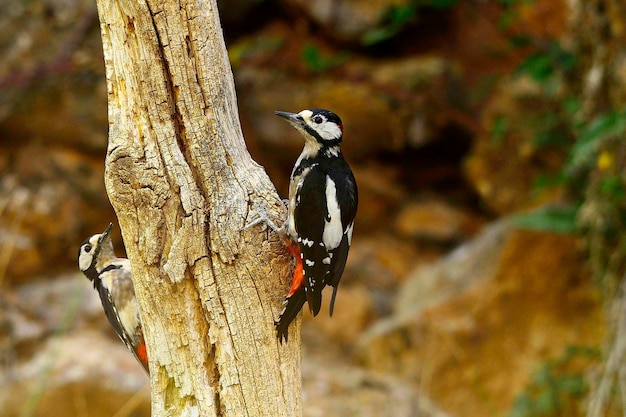 Dendrocopos major - O grande pica-pau malhado é uma espécie de ave da família Picidae