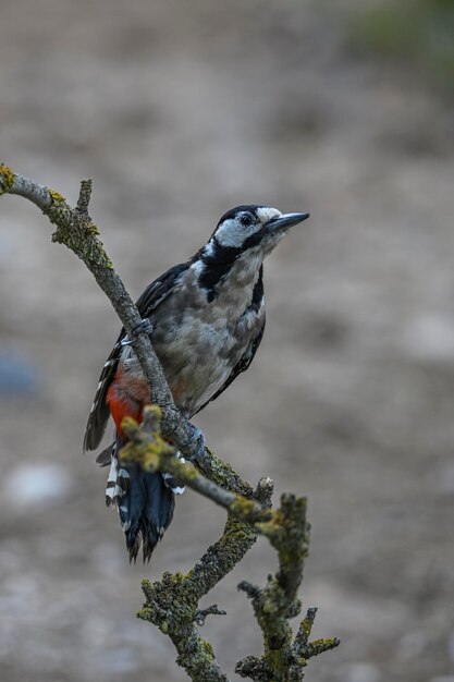 Dendrocopos major oder Buntspecht ist ein piciformer Vogel aus der Familie der Picidae