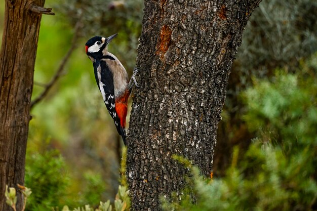 Dendrocopos major ou grande pica-pau manchado é uma espécie de ave piciforme da família picidae