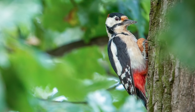 Dendrocopos major pájaro carpintero ordinario, sentado en una rama seca y cae un cono.